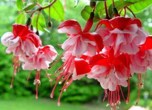 Rules for growing and caring for fuchsia, especially breeding and wintering