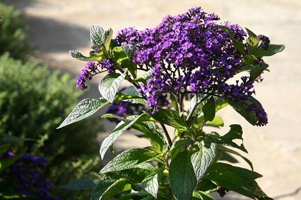 heliotrope trong một luống hoa