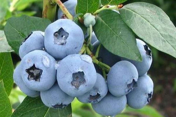 vaisinės mėlynės