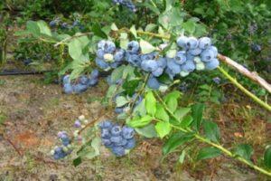 Beschrijving van de Northland blueberry-variëteit, aanplant en verzorging, ziekten en plagen