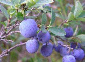 Plantera, odla och ta hand om blåbär i Moskva-regionen och välja de bästa sorterna