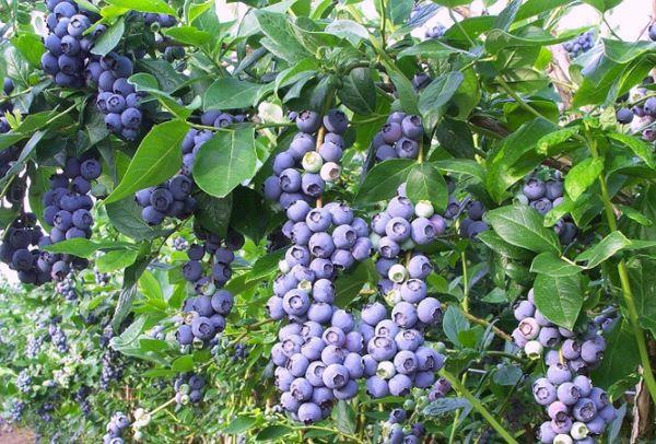 blåbärströja