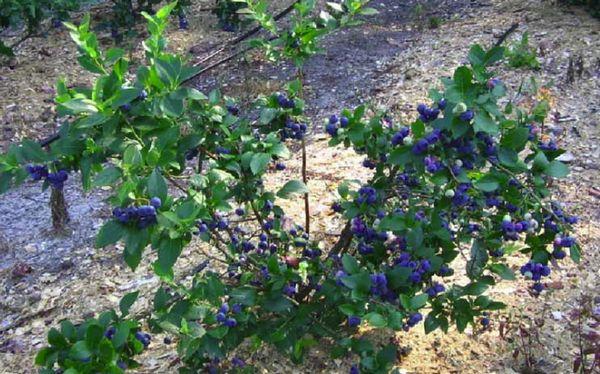 blåbärbuske