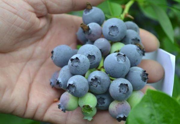 vaisinės mėlynės