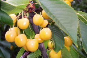 Beskrivelse og karakteristika for kirsebærsorten Chermashnaya, pollinatorer og dyrkning
