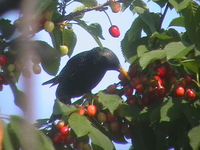 paukštis ant vyšnios