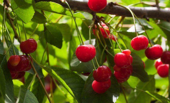 cherries in the Urals
