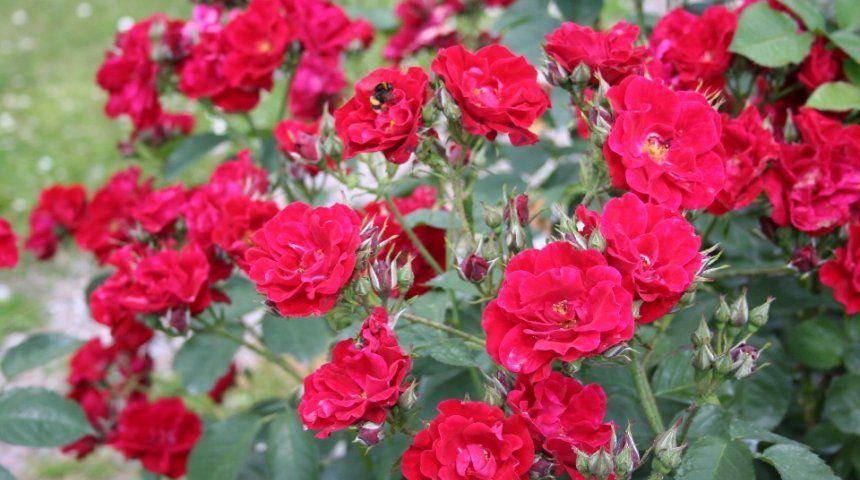 floribunda roos