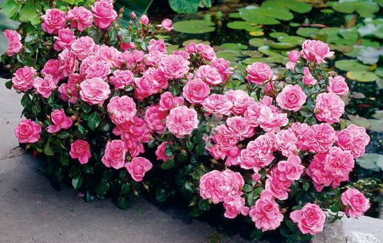 floribunda rózsa