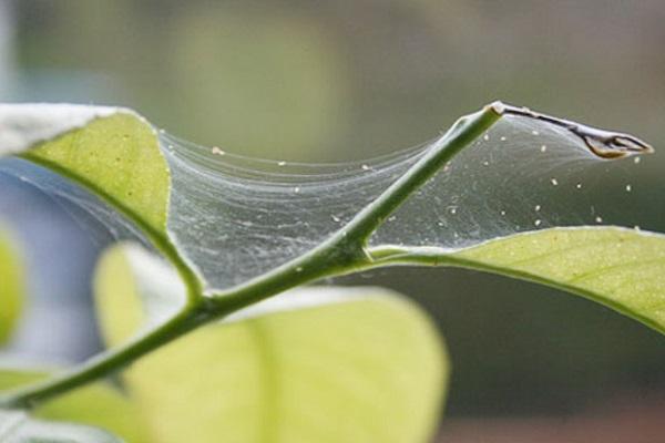 Spinnennetz Blattläuse