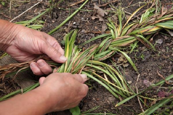 vykopať hyacint