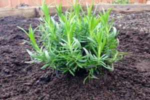 Is het mogelijk om lavendel in de herfst te transplanteren, wanneer en hoe dit het beste kan?