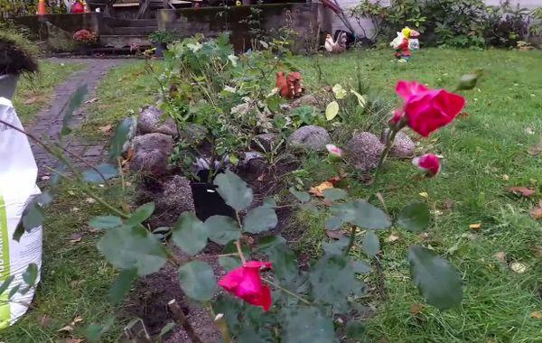 Kuinka istuttaa ruusuja syksyllä: etäisyys pensaista, kasvatus ja hoito