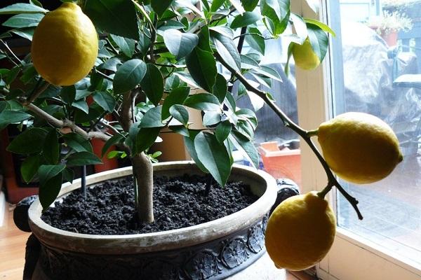 citrus in een pot