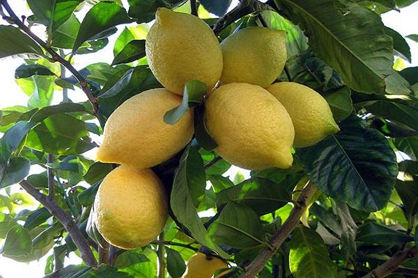 citrusové ovocie