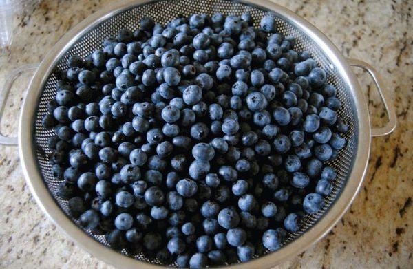 Blueberries for cooking