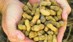 Ako môžete pestovať arašidy v krajine v strednom pruhu, pravidlá pre výsadbu a starostlivosť o plodiny