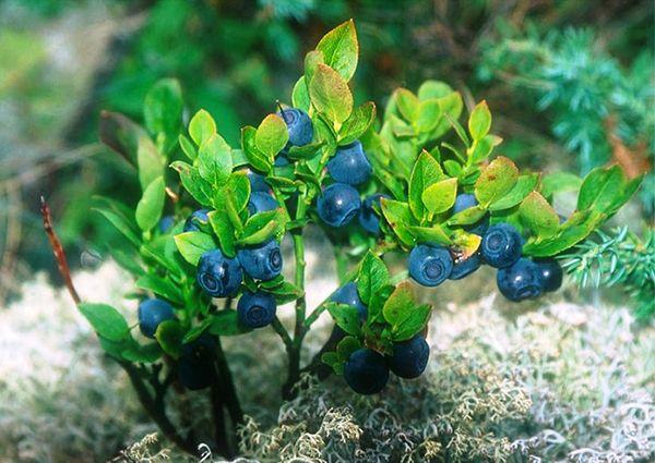 blåbärbuske