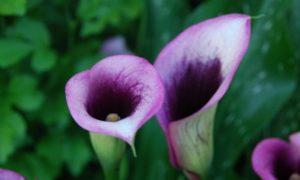Växa och ta hand om calla liljor hemma, bekämpa sjukdomar