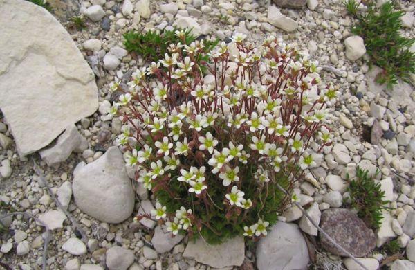 Saxifrage paniculata.