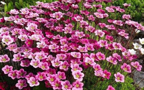 Saxifrage d'Arends