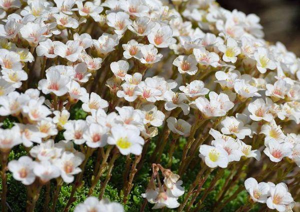 Saxifrage non capricieux