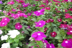 Description of varieties of catharanthus, reproduction, cultivation and care in the open field