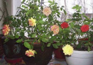Descripción de las variedades de rosas de interior, cómo cultivar y cuidar en casa en una maceta.