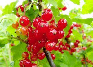 Beskrivning av röda vinbärsorter Marmeladnitsa, plantering och vård