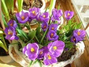 Ako pestovať krokusy doma, výsadbu a starostlivosť v kvetináči