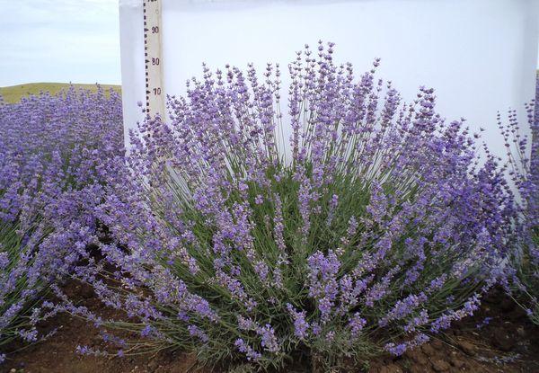 lavender narrow-leaved