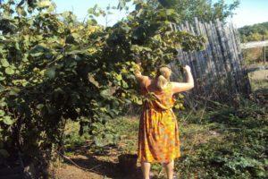 Piantare, coltivare e prendersi cura del nocciolo negli Urali