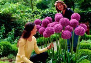 Types and varieties of decorative Allium onions, planting and care in the open field