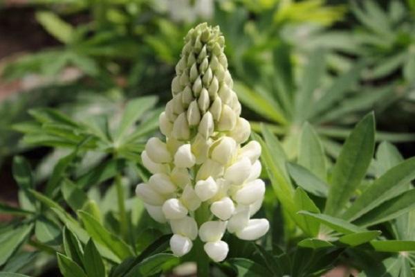 biely Lupinus