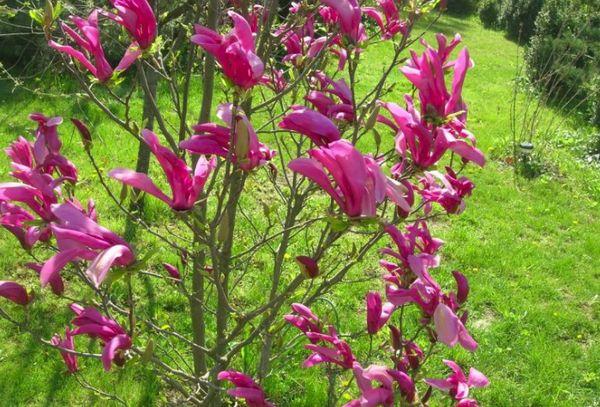 augančios magnolijos