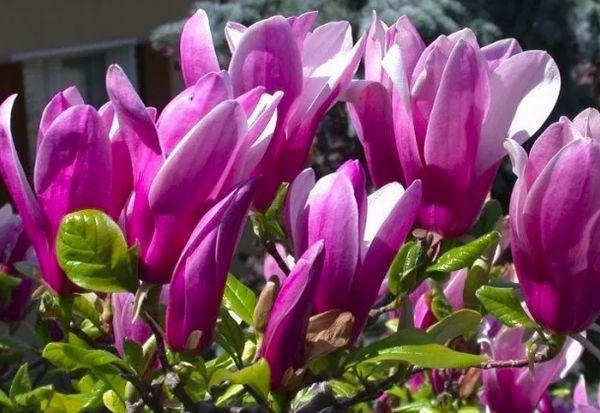 magnolia bloemen