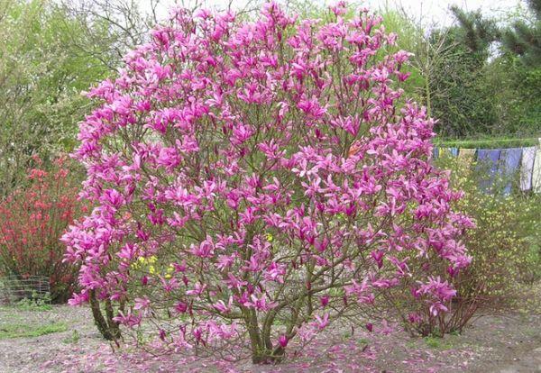 Bloeiende magnolia