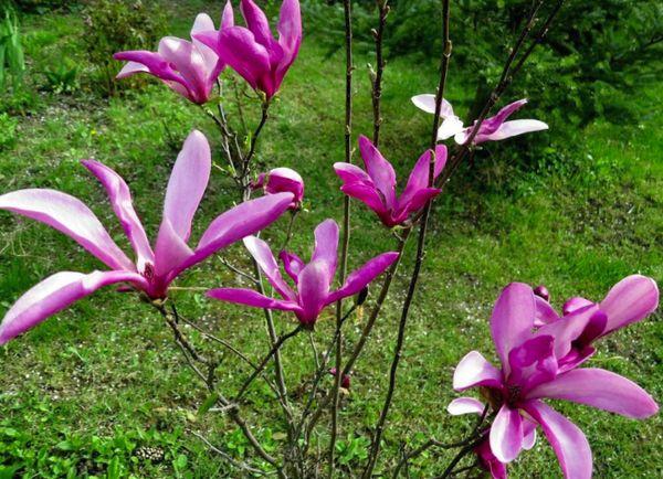 Reproductie van magnolia