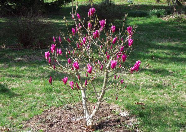 Magnolia jong boompje