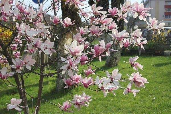 Magnolia: plantación y cuidado en campo abierto, descripción de variedades,  cómo crecer a partir de semillas.