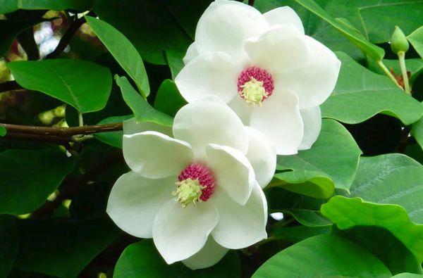 Magnolia Siebold
