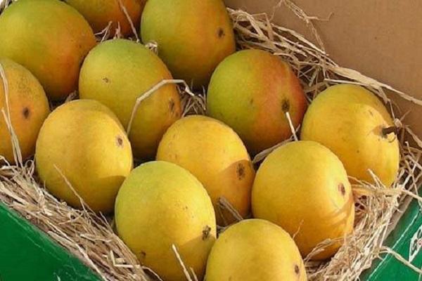 mango beskrivning