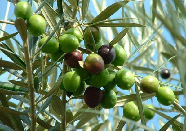 gröna oliver