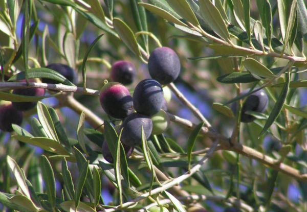 Manaki oliver