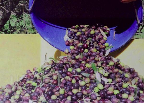 Koroneiki oliver