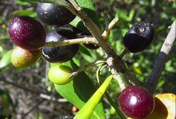 Träd med oliver