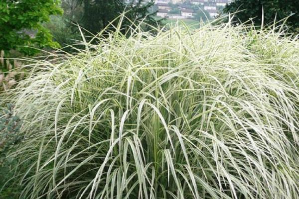 Variety of miscanthus