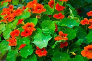 14 nasturtium faj és fajta leírása, ültetés és gondozás a szabadban