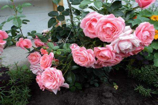 rose dans un parterre de fleurs