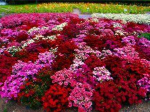 Šventųjų daigų sodinimas, priežiūra ir dauginimas atvirame lauke, gėlių veislių aprašymas